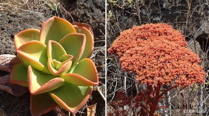 Aeonium nobile El Time, La Palma JLcoll.086